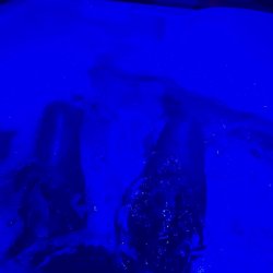 Would you share a bath with me