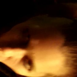 Sexy Amateur Wife Know How To Suck And Please A Big Dick