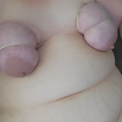 Big fat saggy pig