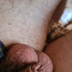Bullocks