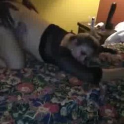 Sexy wife in lingerie gets fucked by BBC while sucking hubby