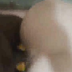 cuckold records wife with brunette in hotel